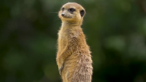 Meerkat-is-on-the-lookout-in-the-Kalahari-Desert,-Africa