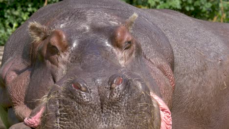 Vorderansicht-Eines-Großen-Schlafenden-Hippopotamus-Männchens,-Umgeben-Von-Grünen-Bäumen