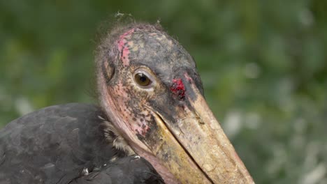 isolated-close-up-portrait-of-an-ugly-Marabou-Stork-male