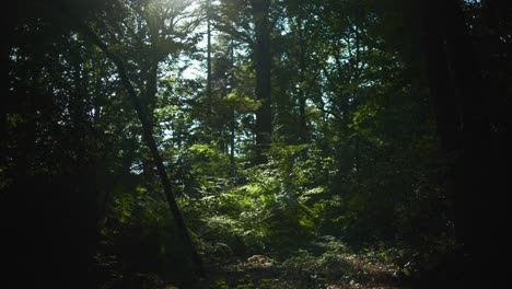 4K-still-shot-in-slow-motion-of-the-forest,-with-a-very-dim-light-hitting-the-woods
