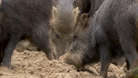 Close-up-of-a-large-Peccary-digging-for-food-with-his-large-powerful-snout