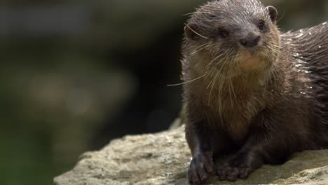 Close-up-of-a-playful-Oriental-Small-Clawed-Otter