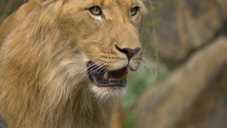 Isolated-portrait-of-a-young-Lion-breathing-heavily