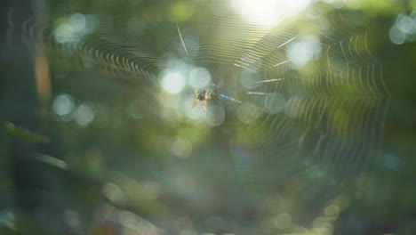 4K-slow-motion-macro-shot-of-a-spider-standing-in-the-center-of-the-spider-web,-against-the-sunlight,-in-the-middle-of-the-forest