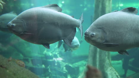 Big-pacu-fish-swimming-around-a-flooded-forest-in-an-aquarium