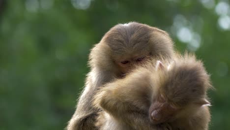 A-Hamadryas-Baboon-mother-showing-affection-to-her-child-by-grooming-its-fur