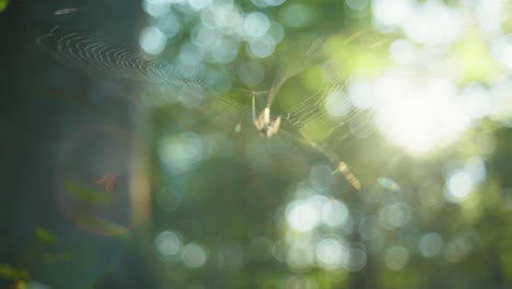 4K-slow-motion-macro-shot-of-a-spider-killing-a-fly-and-scaring-a-second-spider,-against-the-sunlight,-in-the-middle-of-the-forest