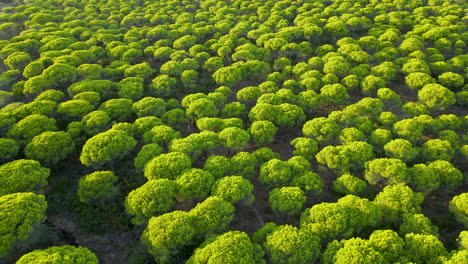 Evergreen-Stone-Pine-Forest-in-Cartaya-Spanish-locality-in-the-Province-of-Huelva,-Andalusia,-aerial-backwords-flyover