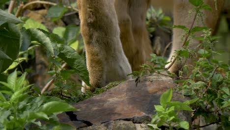 Close-up-of-the-paws-of-a-Lion-slowly-moving-through-dense-jungle