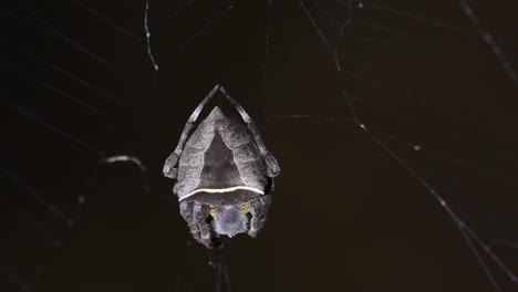 Seen-shaking-to-the-left-and-right-with-some-wind-while-light-turns-on-and-off,-Abandoned-web-Orb-Weaver,-Parawixia-dehaani,-Kaeng-Krachan-National-Park,-Thailand