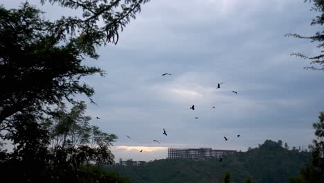 Bird-eagles-are-gathered-and-fly-over-a-lake