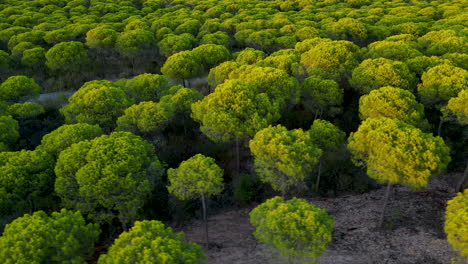 Evergreen-Stone-Pine-Forest-in-Cartaya,-Huelva,-Andalusia,-Spain-at-sunset---Arial-Sliding-on-low-altitude