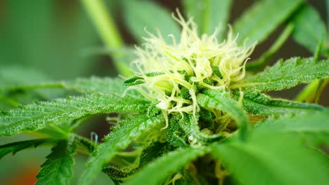 Medizinisches-Marihuana-Betäubungsmittel-Freizeit-cannabispflanze-Illegal-Verbotenes-Gewächshaus-Kräuterkraut