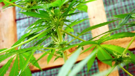 Medizinisches-Marihuana-Betäubungsmittel-Cannabis-Unkraut-Pflanze-Illegal-Verboten-Kräuter-Unkraut-Dolly-Langsam-Links