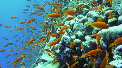 Nahe-Ansicht-Von-Meergoldfischen-Entlang-Eines-Korallenriffs---Unterwasseransicht