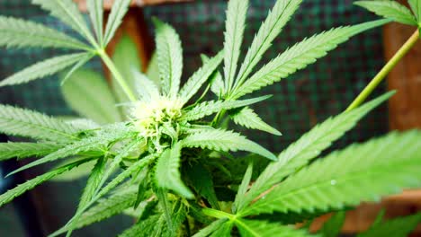 Medicinal-marijuana-narcotic-cannabis-plant-illegal-forbidden-indoor-greenhouse-herbal-weed