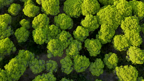 Umbrella-Stone-Pine-Treetops-of-Cartaya-Pine-Forest-in-Huelva,-Andalusia,-Spain,---Aerial-Top-Down-Zoom-in-from-Above