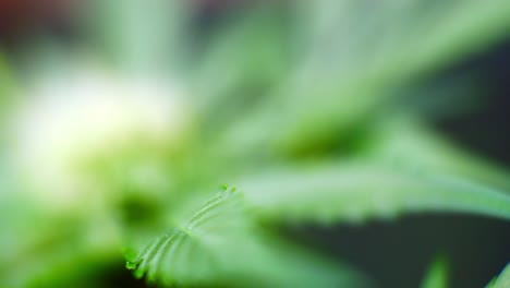 Medicinal-marijuana-narcotic-cannabis-plant-illegal-forbidden-greenhouse-herbal-weed-closeup-push-in