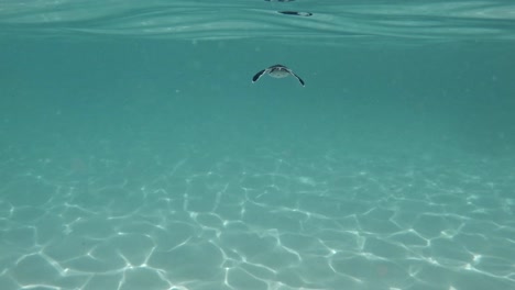 Cute-And-Tiny-Sea-Turtle-Swims-On-Blue-Crystal-Sea