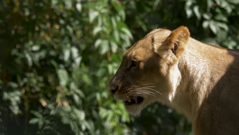 Side-view-of-a-yawning-lioness-against-a-beautiful-jungle-background