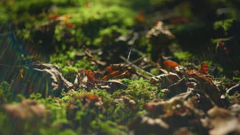 4k-Filmische-Makroaufnahme-Von-Grünem-Moos-Und-Abgestorbenen-Blättern-Auf-Dem-Boden-Eines-Waldes,-Mitten-An-Einem-Sonnigen-Tag