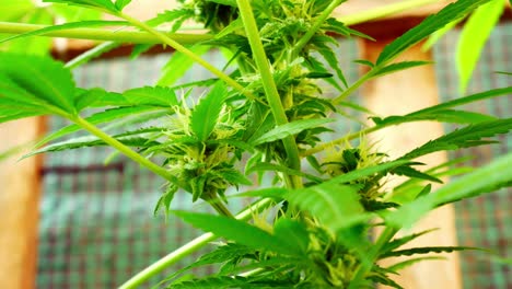 Medizinisches-Marihuana-Freizeitdroge-Cannabispflanze-Illegales-Kräuterunkraut-Dolly-Right