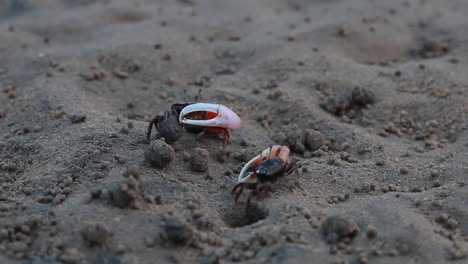 Crab-with-raised-claws-walking-on-white-sand-beach,-4k-resolution