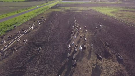 Herd-of-Cows-on-Flat-Farming-Land-on-Golden-Hour-Sun,-Drone-Aerial-View-of-Livestock-Farm-in-Countryside-of-Argentina