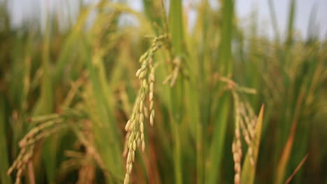 organic-cultivation-of-rice-crop,-paddy-crop-macro,-4k