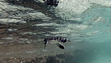 Baby-Green-sea-turtle-hatchling-swimming-in-clear-shallow-water--Underwater