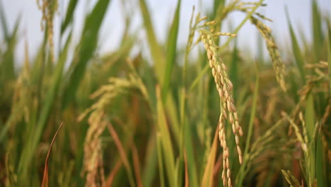 organic-Rice-farming-in-india