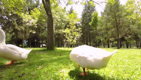 Three-curious-white-ducks-looking-for-food-and-walking-around-at-the-park-in-a-warm-summer-day
