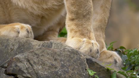 Close-up-of-the-paws-of-a-Lion