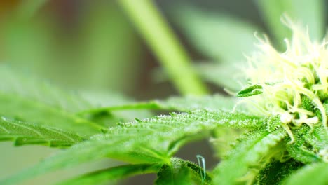 Medicinal-marijuana-narcotic-cannabis-plant-illegal-forbidden-greenhouse-garden-herbal-weed-closeup-dolly-right