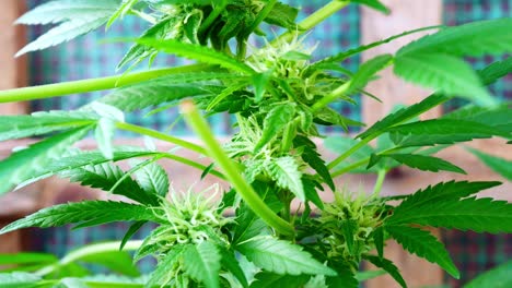 Medizinisches-Marihuana-Betäubungsmittel-Cannabispflanze-Illegal-Verbotenes-Gewächshaus-Kräuterkraut-Nahaufnahme-Aufsteigend-Rechts