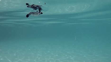 Junge-Grüne-Meeresschildkröte,-Die-Im-Meer-Schwimmt