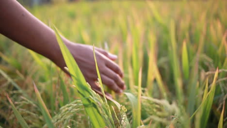 TEENAGE-GIRL-MOVING-HAND-THROUGH-BASMATI-RICE-GRAINS,-the-real-gold-in-the-field
