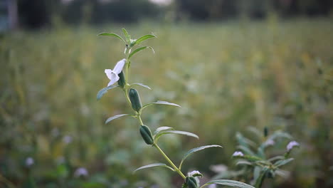 Bio-Anbau-Von-Sesampflanzen-Auf-Dem-Feld,-Teesamen,-Bis-Samenpflanze