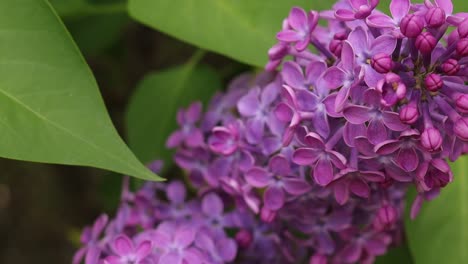 Green-leaves-and-violet-lilac-flowers,-nature-springtime-background