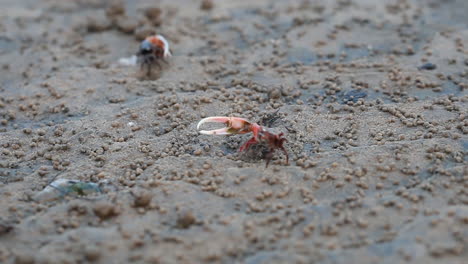 sea-crabs-on-a-beach,-aquatic-crabs,-fiddler-crabs,-red-crab,-Mangrove-Crab,-one-legged-crab