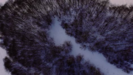 Top-down-view-tilt-up-to-dark-trees-surrounded-by-snow---Slovakia-winter-mountains