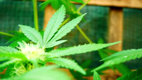 Medizinisches-Marihuana-Betäubungsmittel-Cannabispflanze-Illegal-Verboten-Gewächshaus-Kräuter-Unkraut-Flacher-Fokus-Zurückziehen