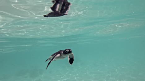 Baby-Schildkröte,-Die-Unter-Den-Wellen-Schwimmt-Und-Zum-Luftholen-Auftaucht---Unter-Wasser