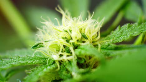 Medizinisches-Marihuana-Betäubungsmittel-Nahaufnahme-Cannabispflanze-Illegal-Verboten-Gewächshaus-Kräuterkraut-Kristalle