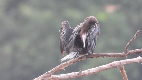 Cormorant-relaxing-on-tree-