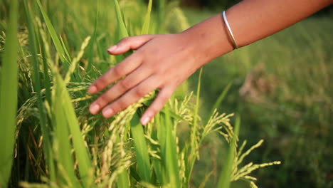 GIRL-PLAYING-IN-PADDY-FIELD-AND-TOUCHING-RICE-GRAINS