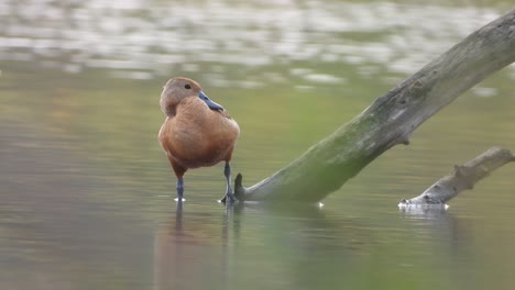 whistling-duck-in-pond-area-waiting-for-swim-