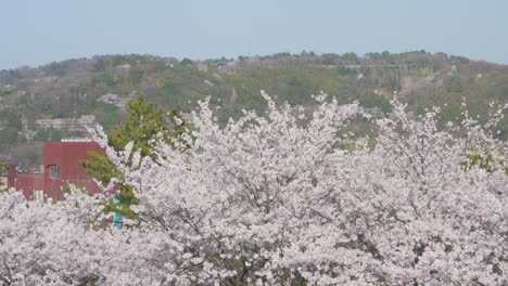 Beautiful-Sakura-Blossoms-In-Full-Bloom-In-Kanazawa-Japan---Wide-shot