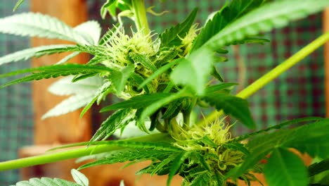 Medicinal-marijuana-narcotic-cannabis-plant-illegal-forbidden-greenhouse-herbal-weed-closeup-left-dolly-shot