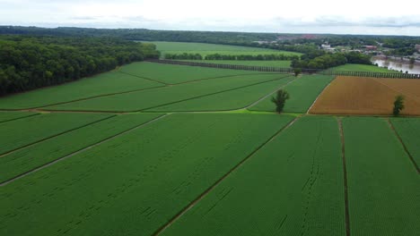 Aerial-cinematic-drone-footage-of-green-crops-next-to-Cumberland-river-in-Clarksville,-Tennessee,-USA